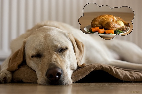 Doggy Dreaming of a Roast Chicken. mmm.